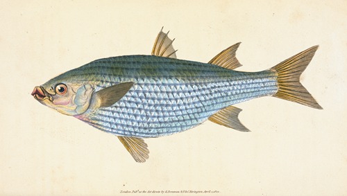 Mullet, Mugil Cephalus
