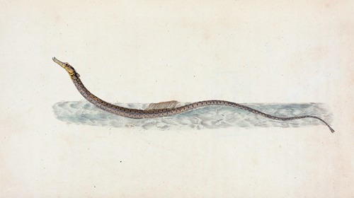Pelagic Pipe-fish, Syngnathus Pelagicus