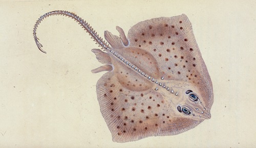 Ray, rough, Raia Rubus