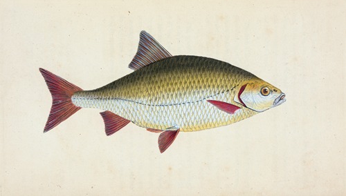 Red-eye, Cyprinus erythrophthalmus