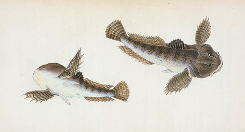 River Bull-head, Cottus Gobio