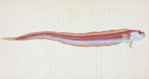 Rubescent Band-fish, Cepola Rubescens