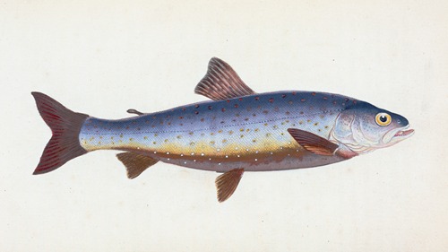 Salvelian Charr, Salmo Salvelinus