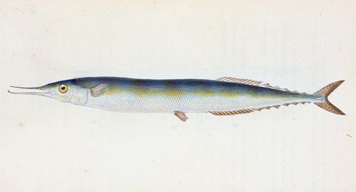 Saury, or Skipper Pike, Esox saurus