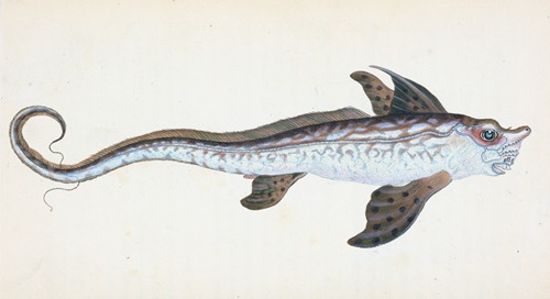 Sea Monster, Chimera Monstrosa