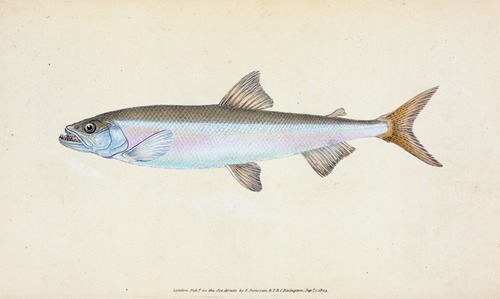 Smelt, Salmo eperlanus