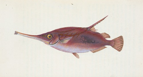 Snipe, or Trumpet-fish, Centriscus Scolopax