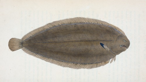 Sole, Pleuronectes Solea