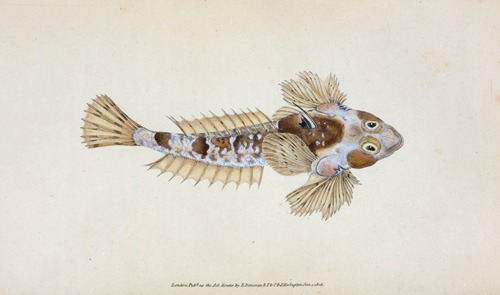 Sordit Dragonet, Callionymus Dracunculus