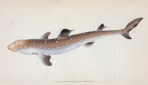 Spine-backed Shark, Squalus Acanthias
