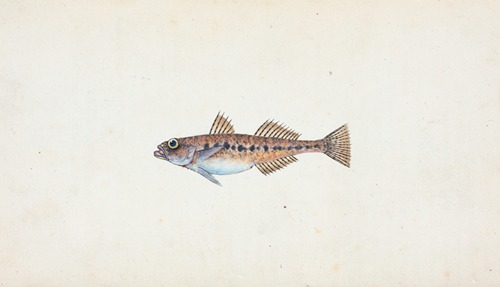 Spotted Goby, Gobius minutus
