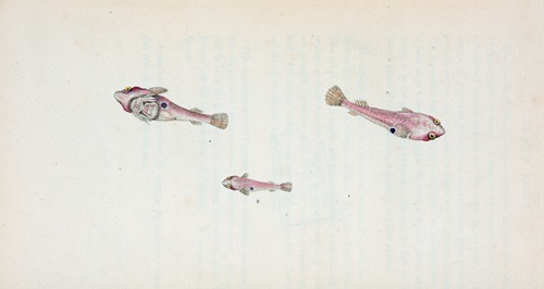 Sucker, bimaculated, Cyclopterus Bmaculatus