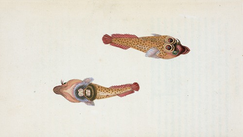 Sucker, Ocellated, Cyclopterus Ocellatus