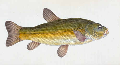 Tench, Cyprinus Tinca