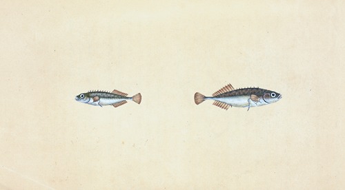 Ten-spined Stickleback, Gasterosteus pungitius