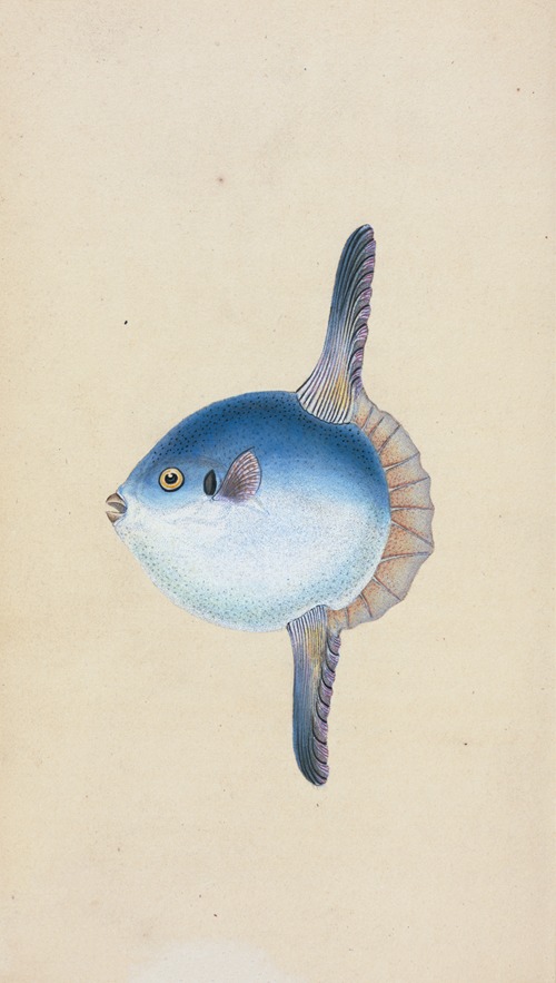 Tetrodon