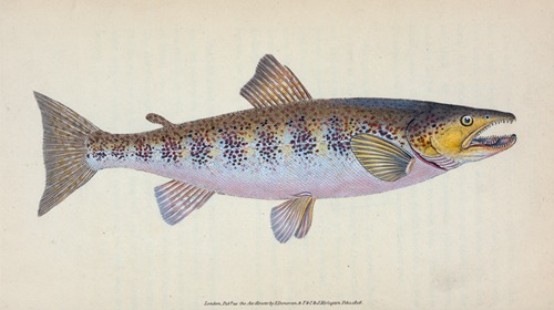 Trout, Salmo Fario