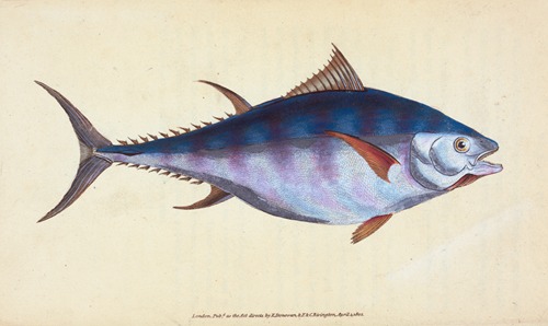 Tunny, Scomber Thynnus