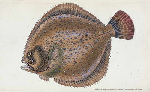 Turbot, Pleuronectes maximus