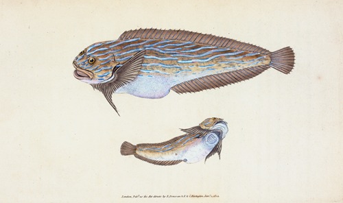 Unctuous Sucker, Cyclopterus liparis