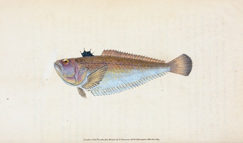 Weever, Trachinus Draco