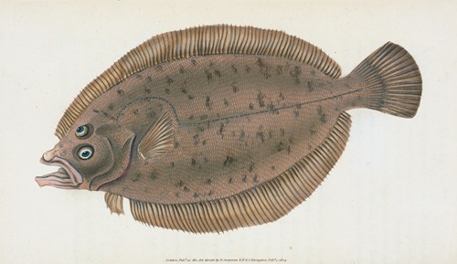 Whiff, Pleuronectes Megastoma