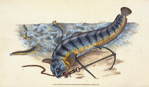 Wolf-fish, Anarhichas Lupus