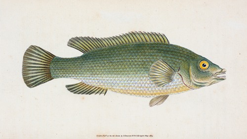 Wrasse, streaked, Labrus Lineatus