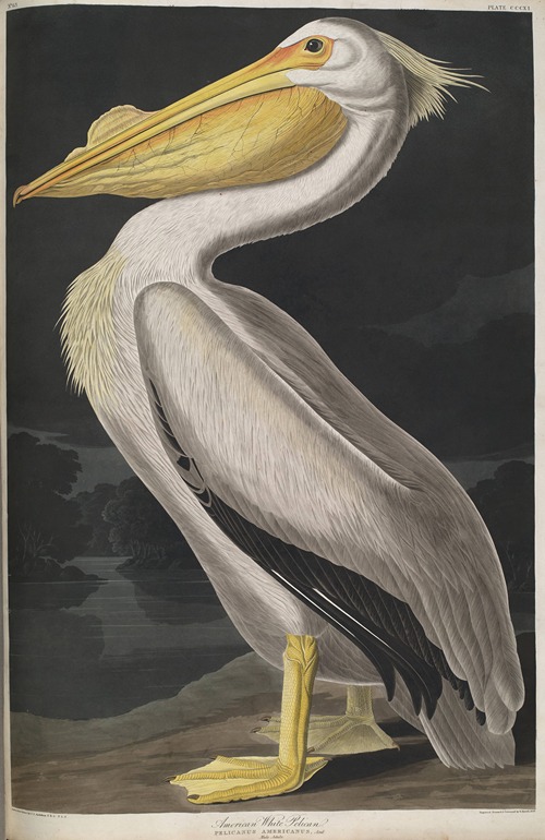 American White Pelican
