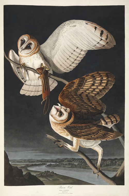 Barn Owl