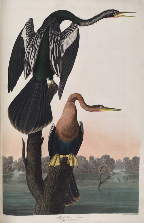Black-bellied Darter