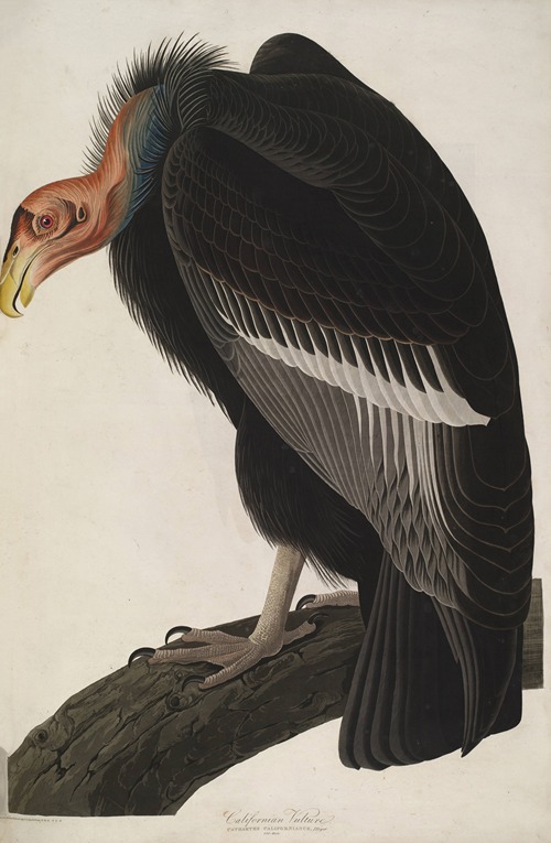 California Vulture