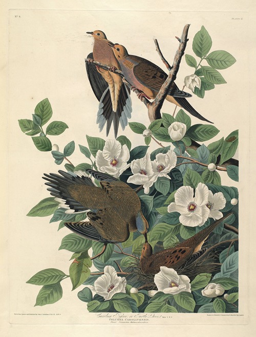 Carolina Pigeon, or Turtle Dove