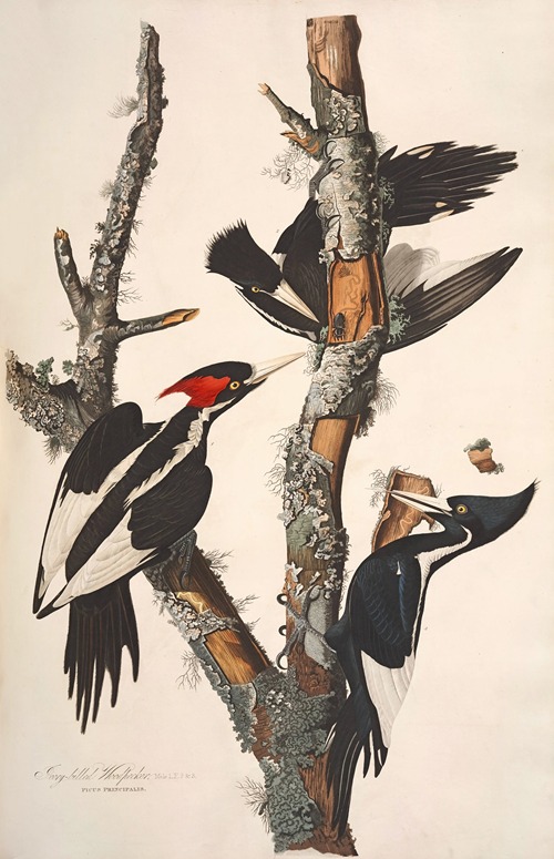 Ivory-billed Woodpecker