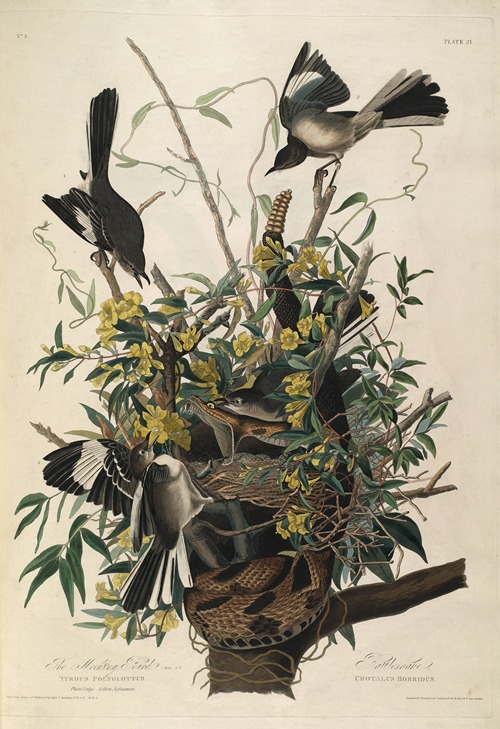 Mocking Bird, Rattlesnake