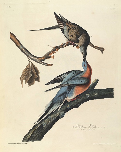 Passenger Pigeon