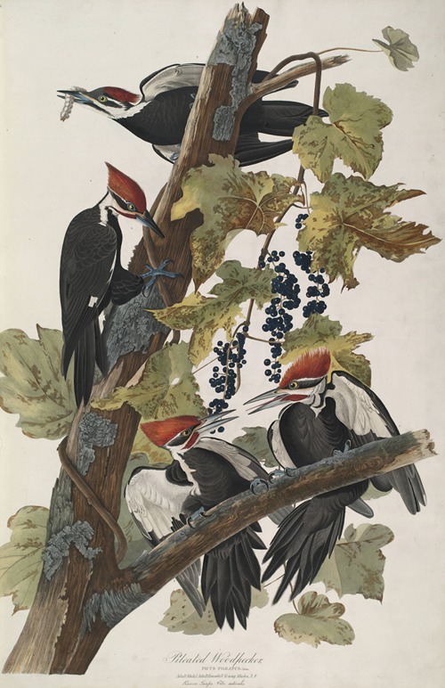 Pileated Woodpecker