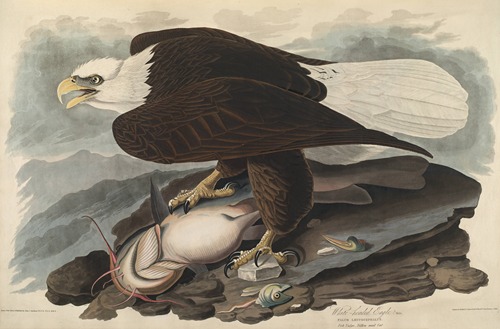 White-headed Eagle