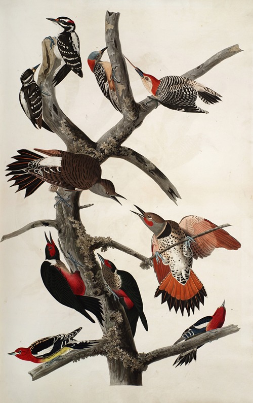 Woodpeckers