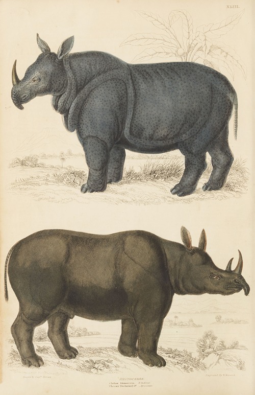 Rhinoceros