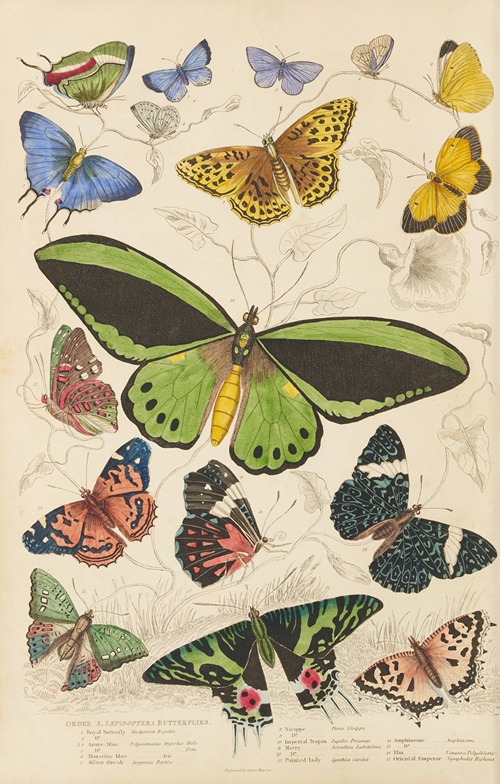 Butterflies