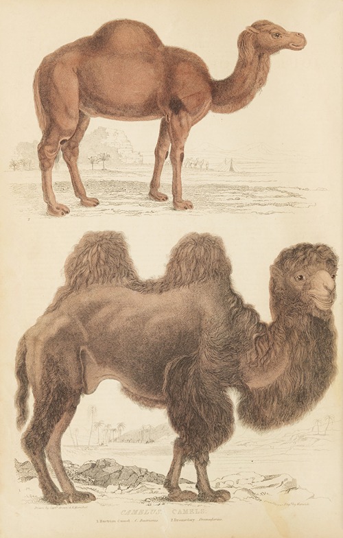 Camels