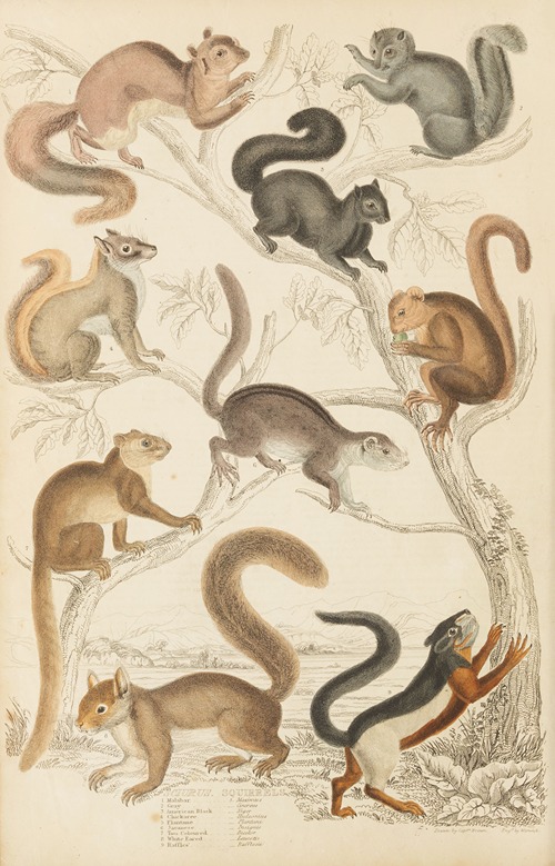 Squirrels
