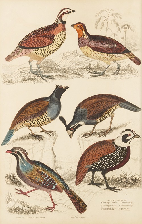 Quails