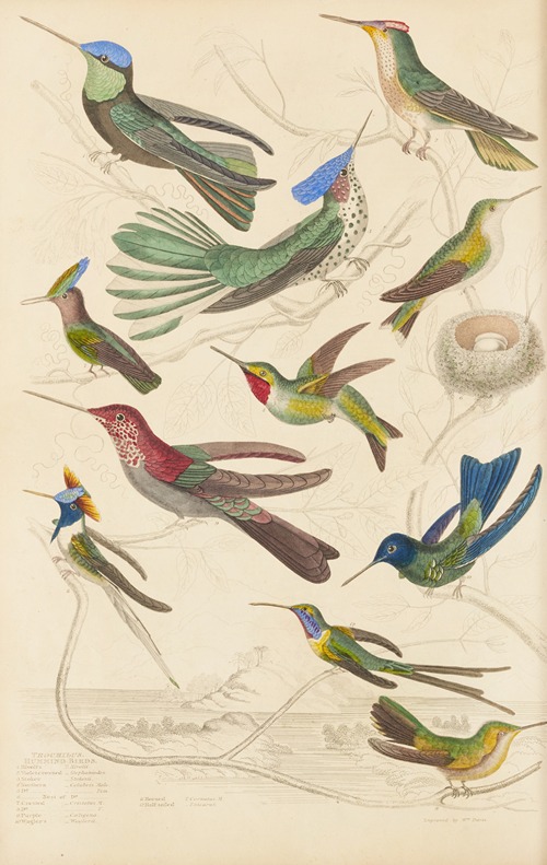 Humming birds
