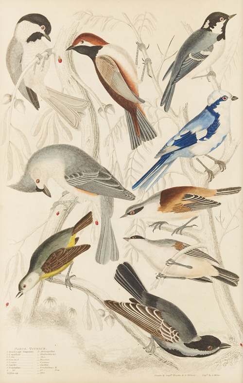 Titmice