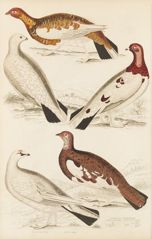 Ptarmigan