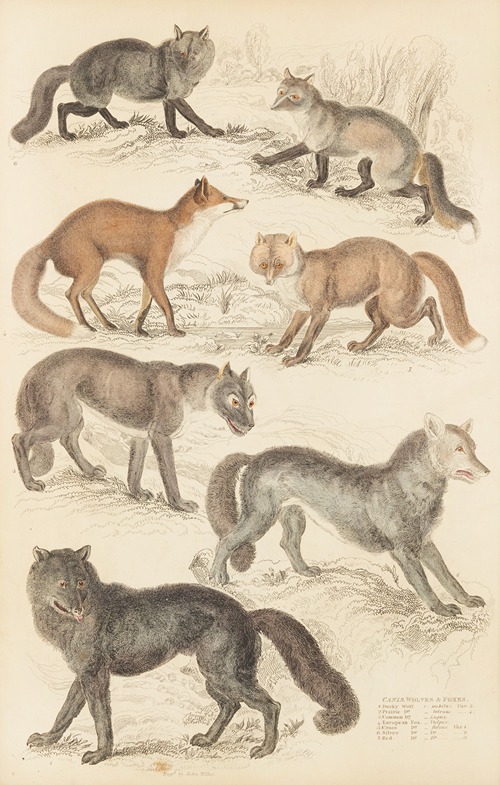 Wolves & Foxes