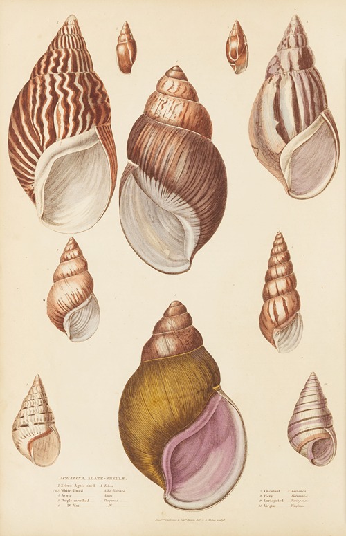 Agate-Shells