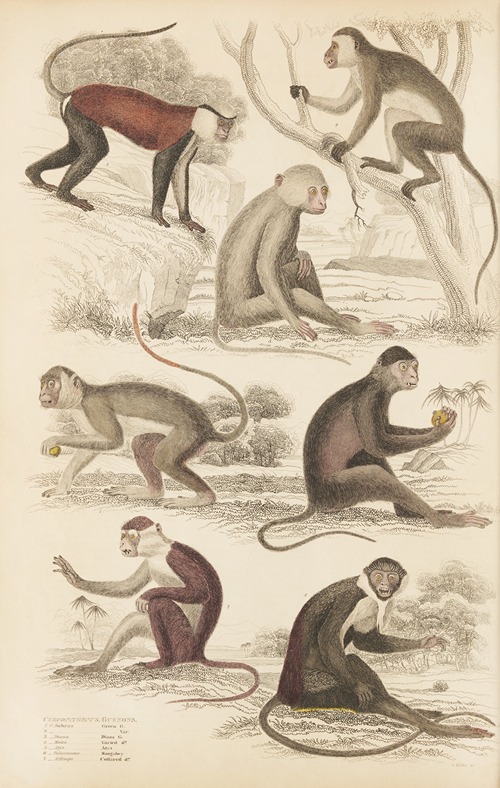 Guenons